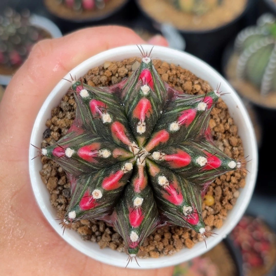 泰系米哈实生仙人球619