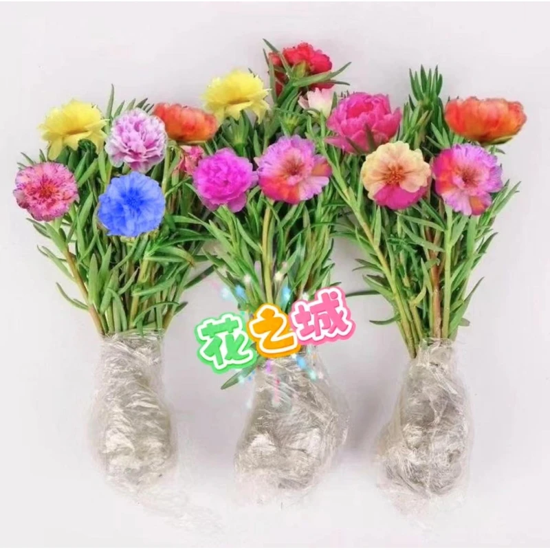 【轻奢温馨】重瓣太阳花好养易活花卉阳台庭院喜阳植物