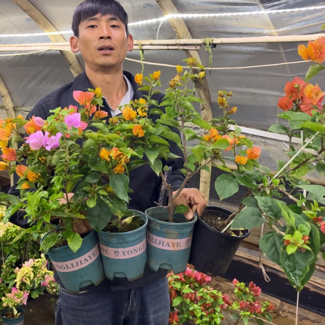 完全开放（凤凰）三角梅会落花落叶会光杆苗有大有小