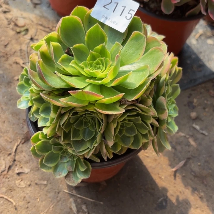 万奶白锦多肉处理不包断头2115