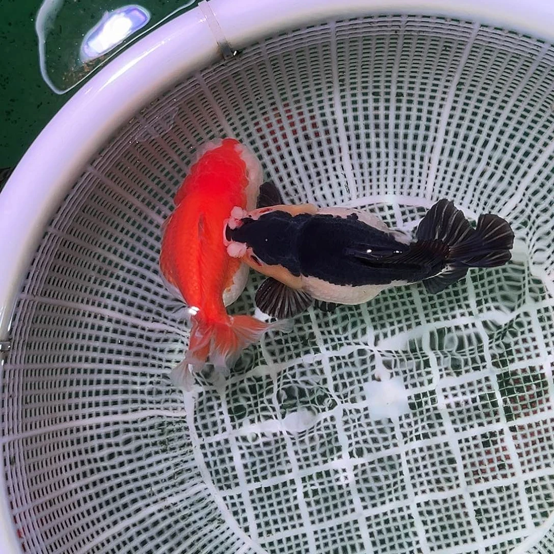 金鱼精品玛丽泰狮一对