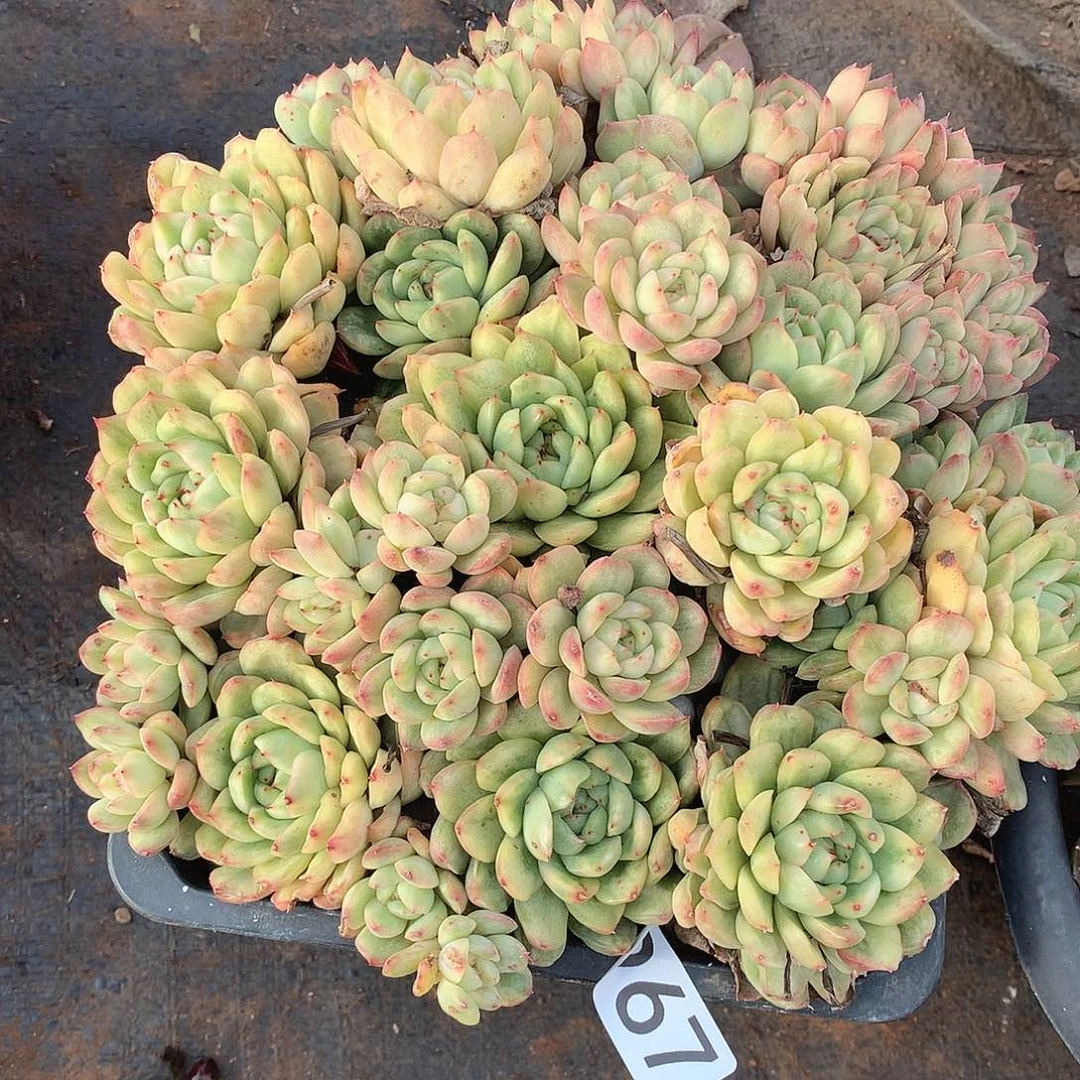 967锦一物一拍多肉