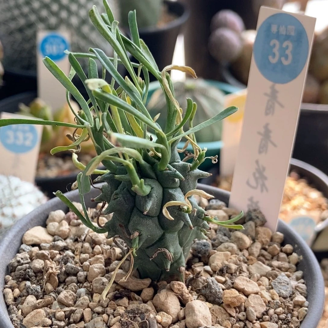 羽*斗牛角一棵3688556