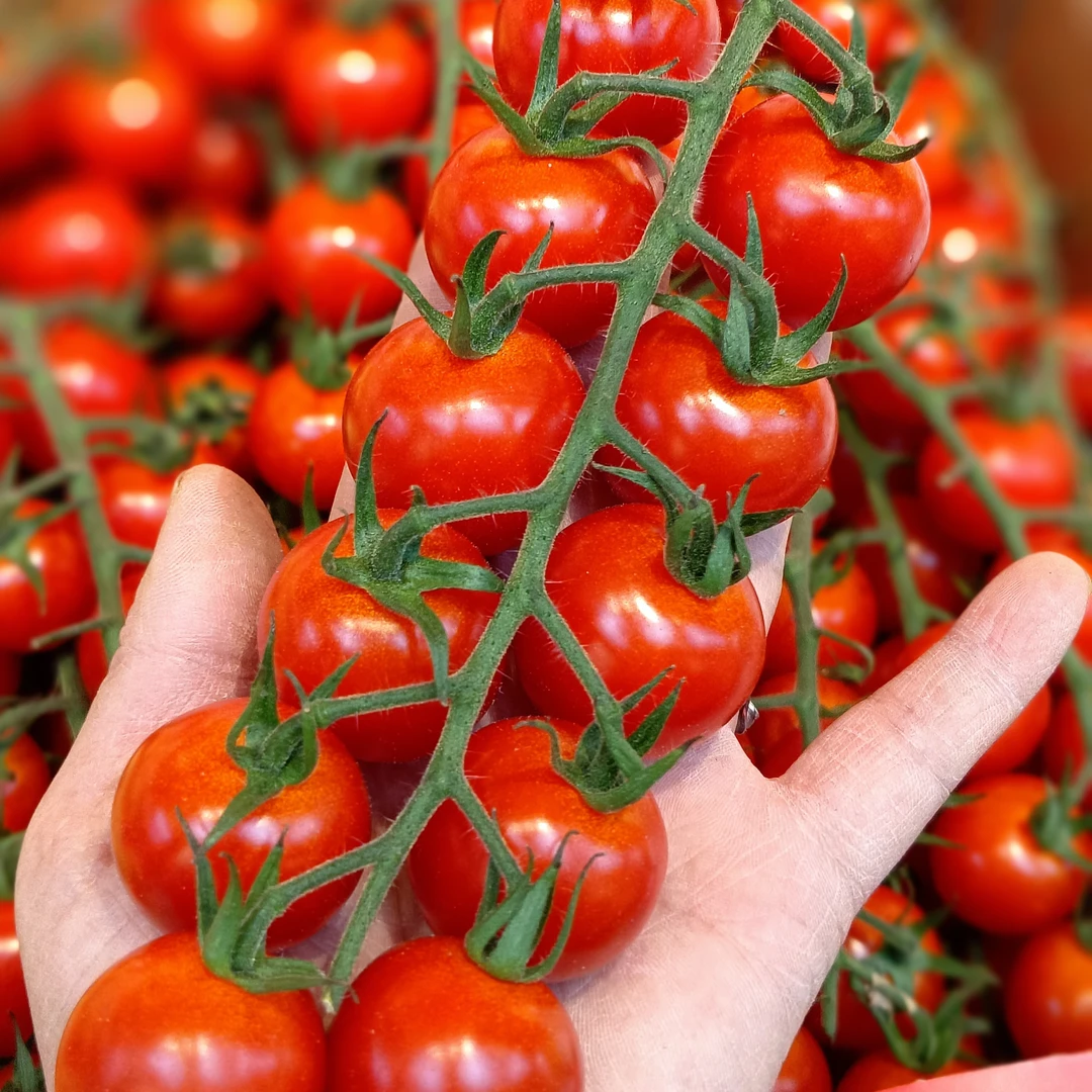 海升收串小番茄  26.8/斤番茄同城配串枝番茄宁夏回族自治区