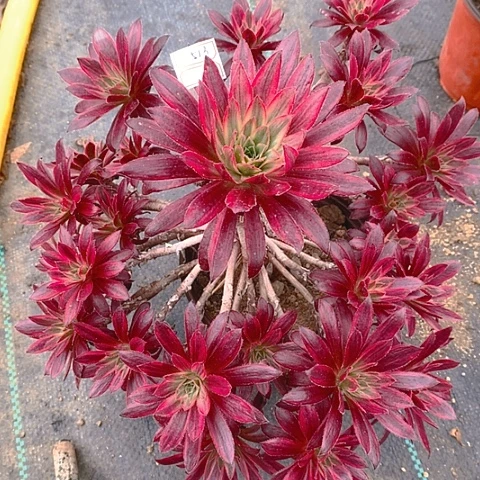 589惊鸿仙子多肉植物