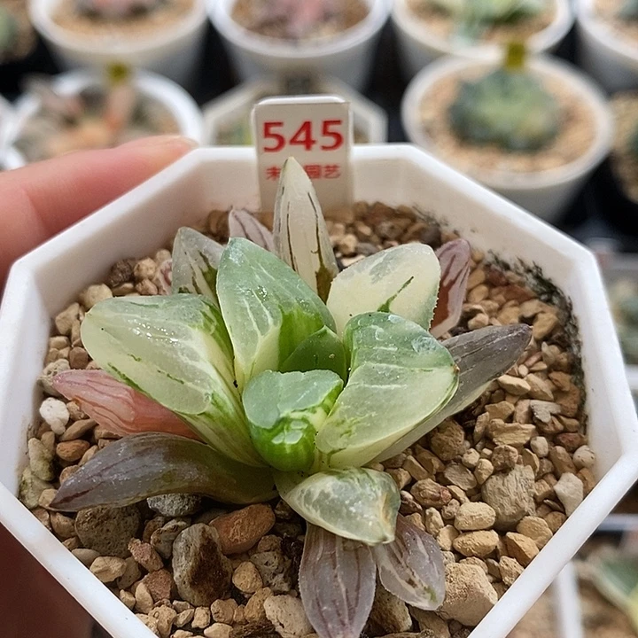 545冰城寿锦一物一拍