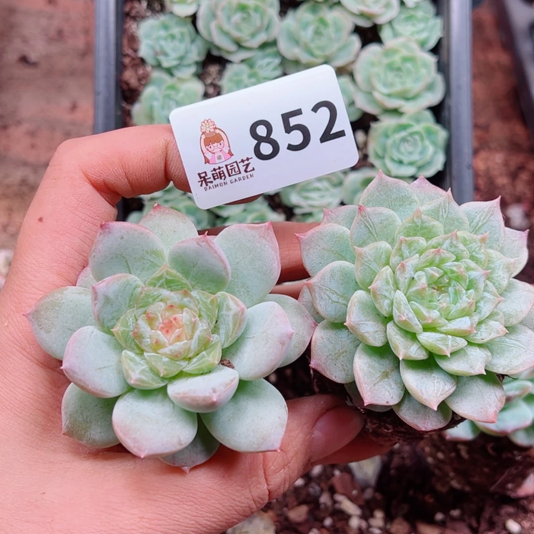 多肉植物多肉植物