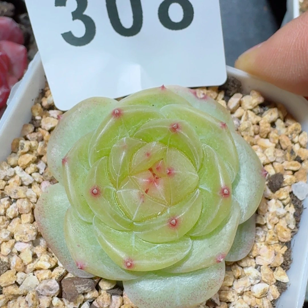 鬼****骜小家碧玉         精品多肉