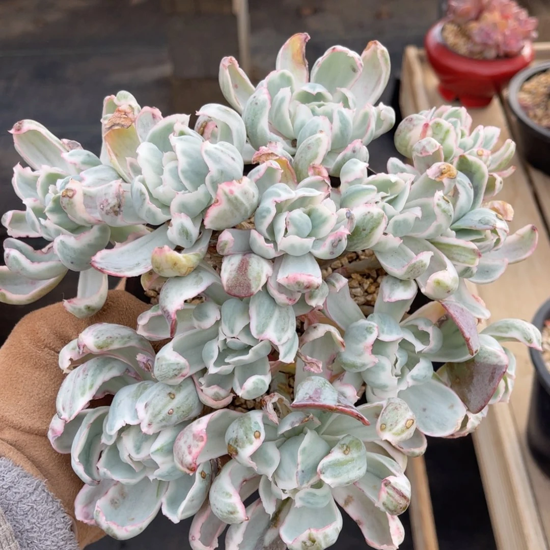 伯克利锦一物一拍