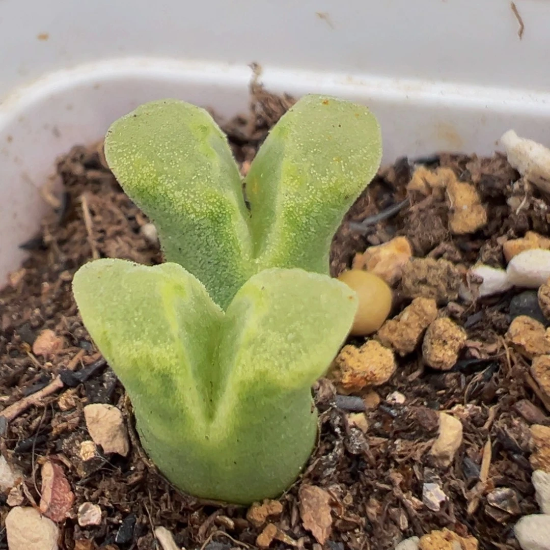 108多肉植物百科植物