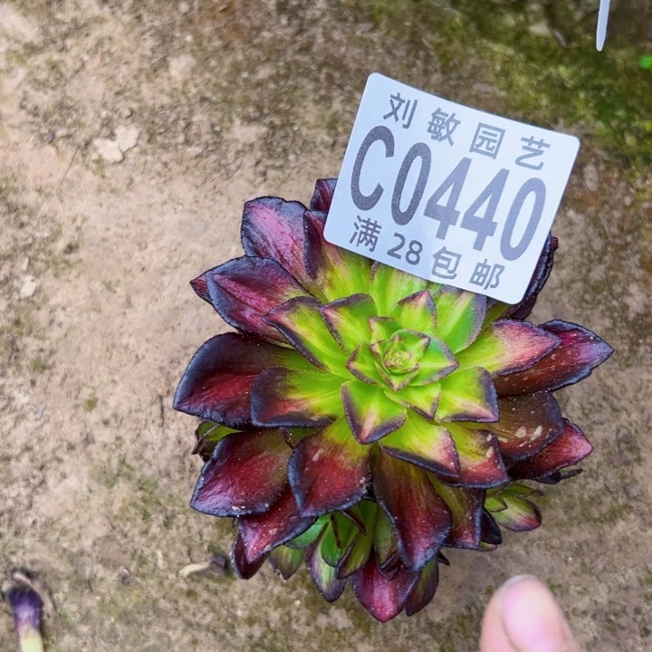 0440砍头海王7彩多肉植物