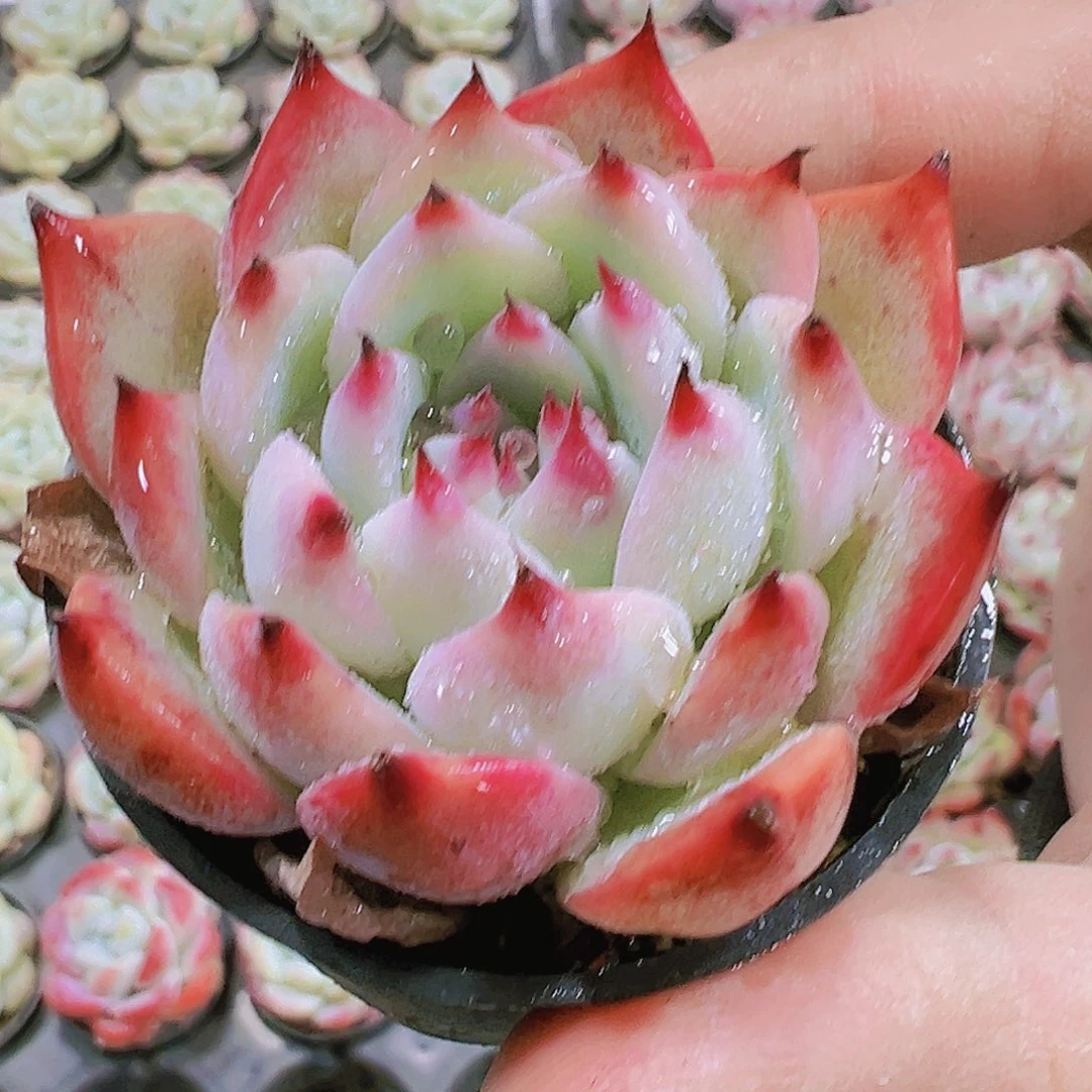 水蜜桃多肉植物19包邮