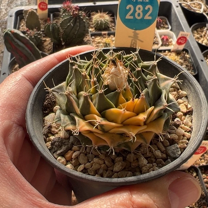 自根大尤帝冠锦5.5cm