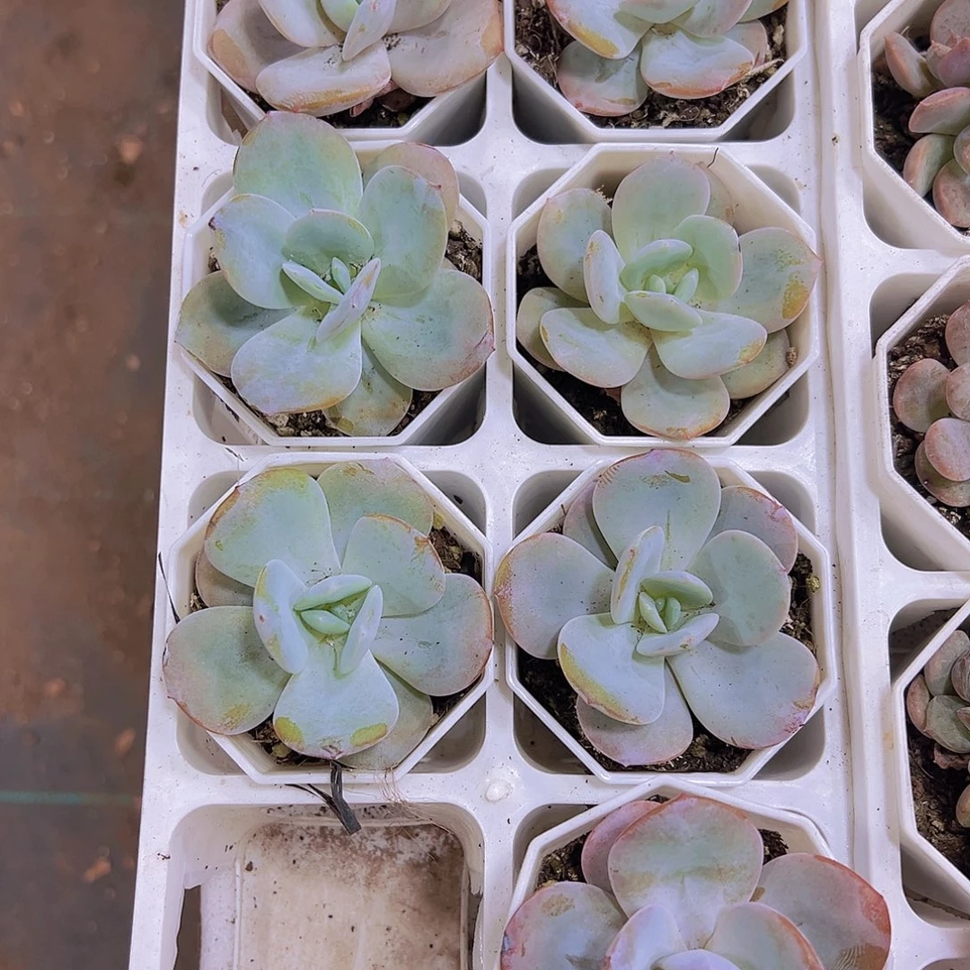 韩版奶茶9.9包邮多肉