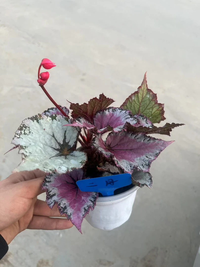 二月秋海棠     轻微叶损不包售后十度以下请拍保温