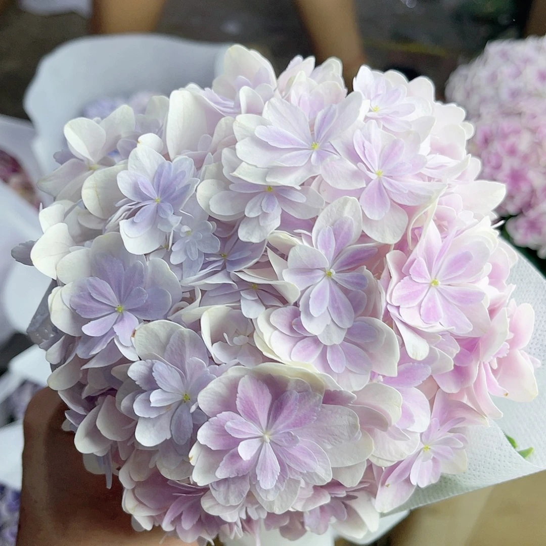 完全开放稀有绣球花370加1枝随机