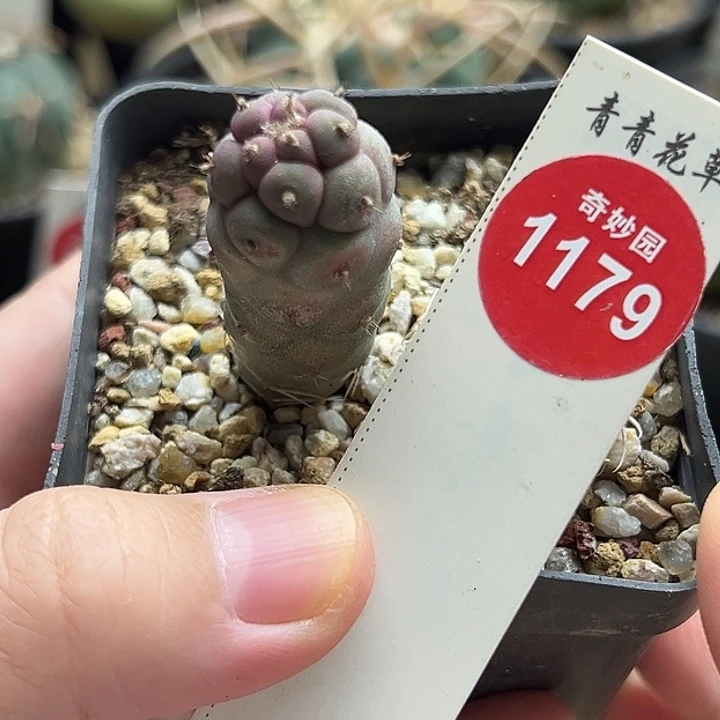 实生习志野1.8cm一棵仙人球