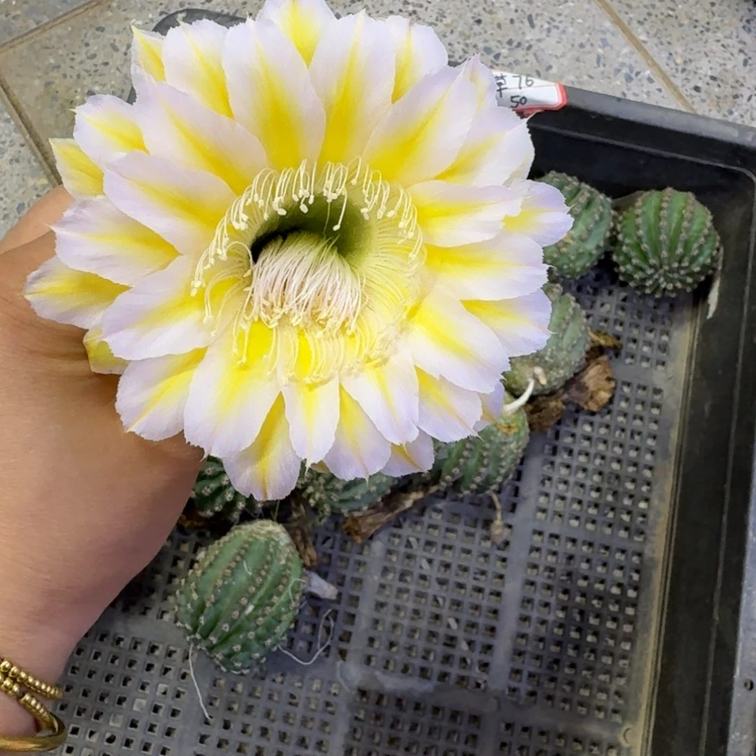 307彩草雪莲歪无根侧牙4公分左右，20包邮