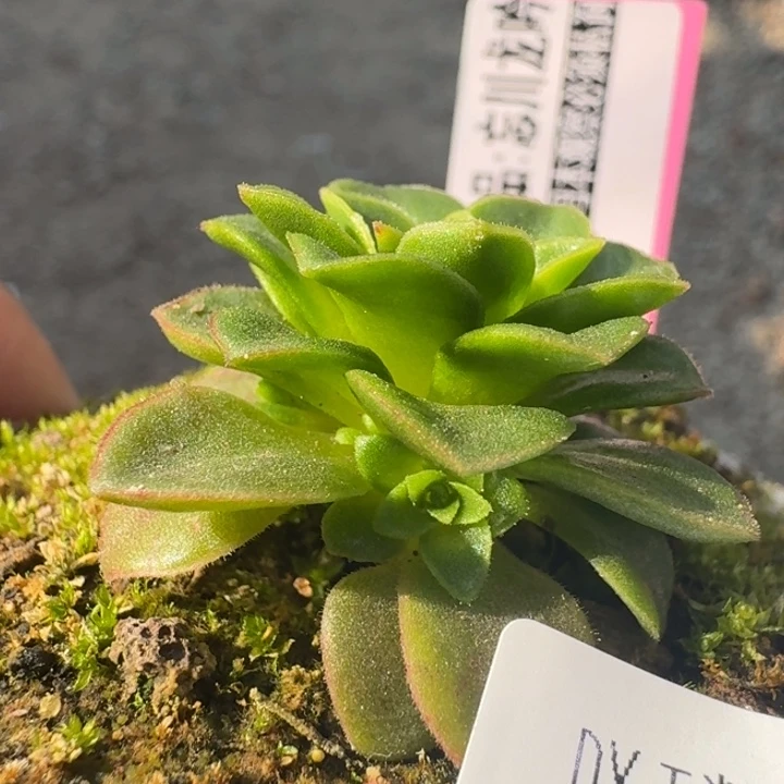 朱031。  忘川龙吟侧芽。
