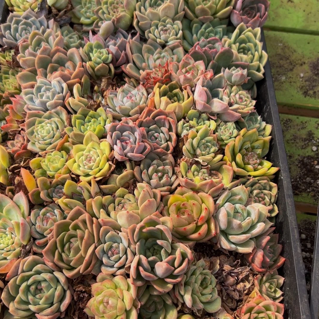 384点点滴滴都先谢谢出差