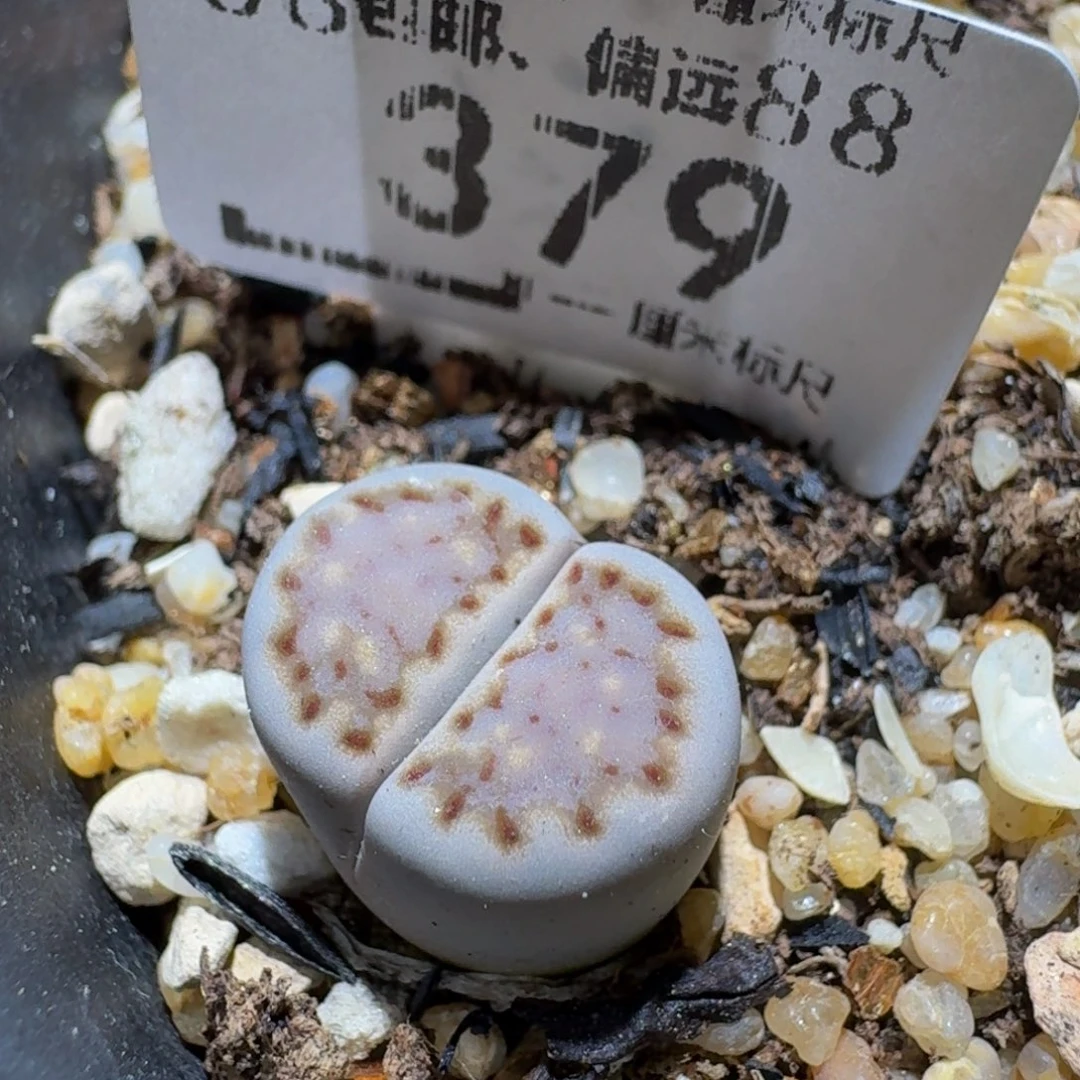 Ssss精品生石花379