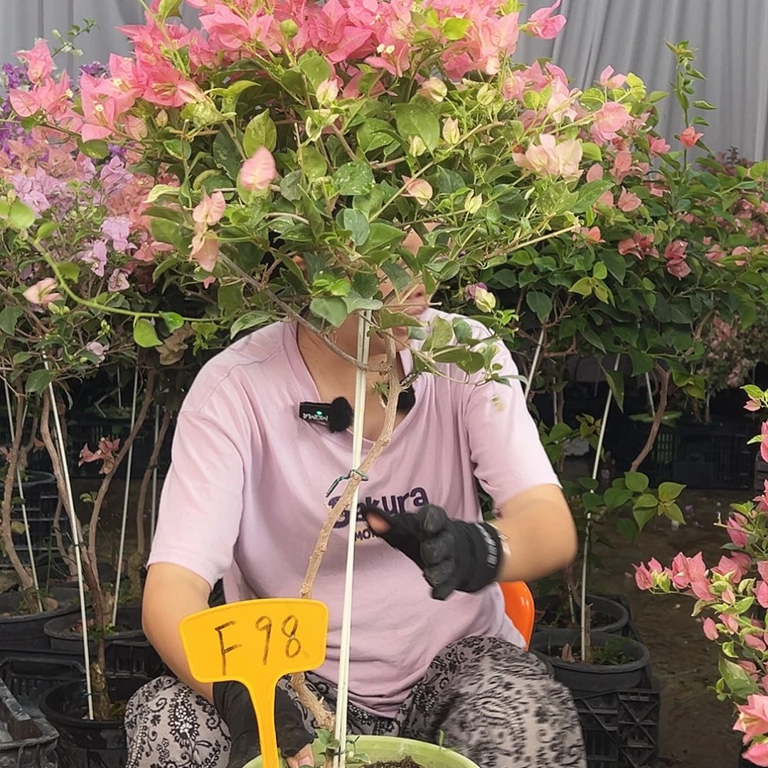 马***咪大部分花苞少量开放F98斑叶米罗