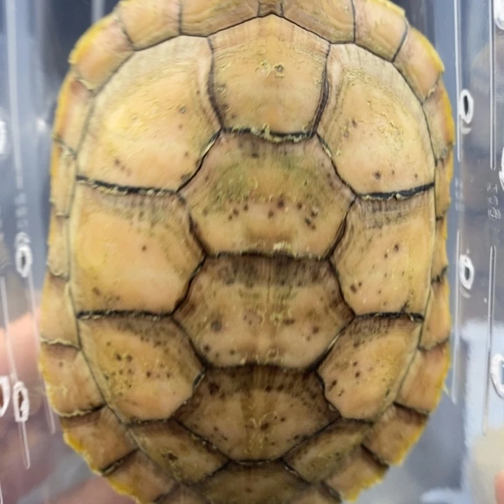 巴西彩龟母66666666