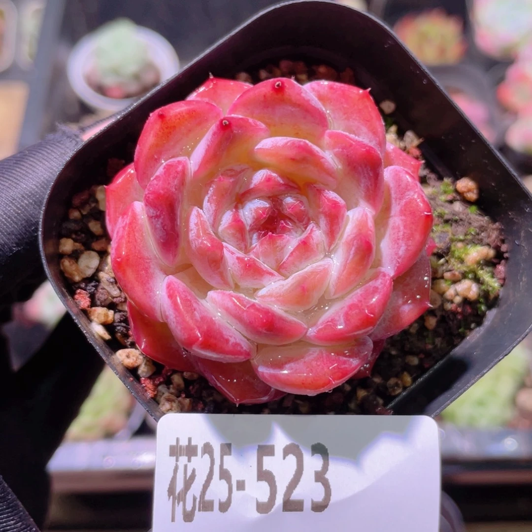 花利美25-523新品