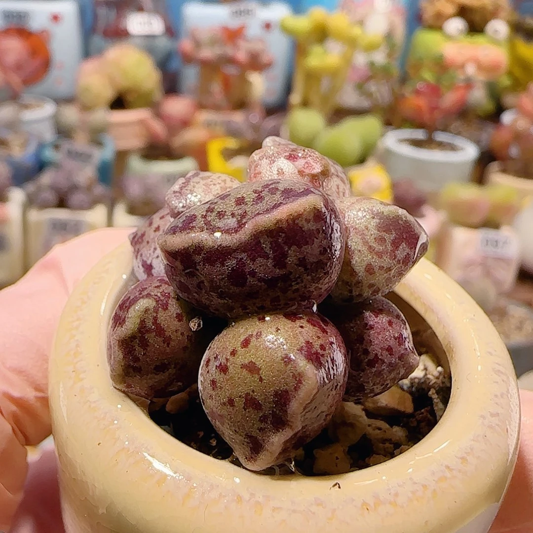 T肥肥猫耳海豹盆口3.5cm