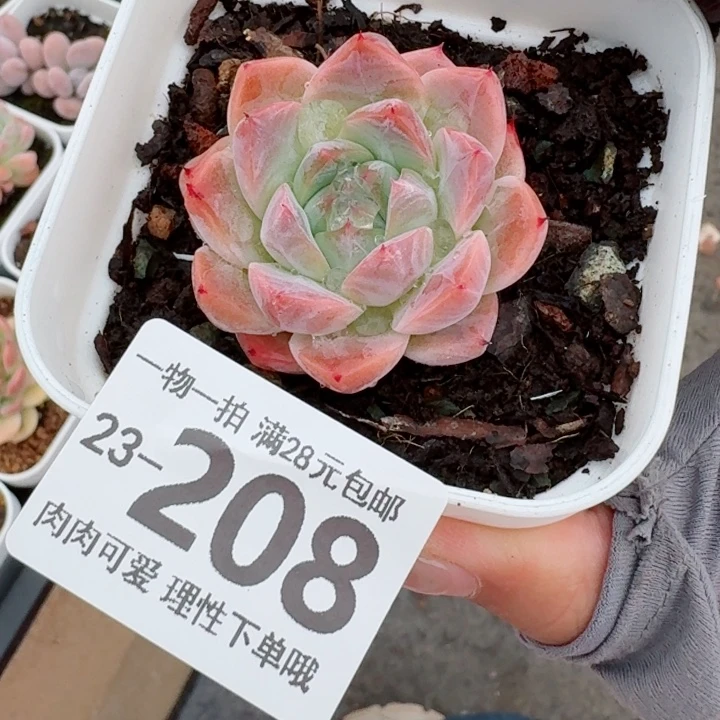 如梦令多肉无盆土发货无