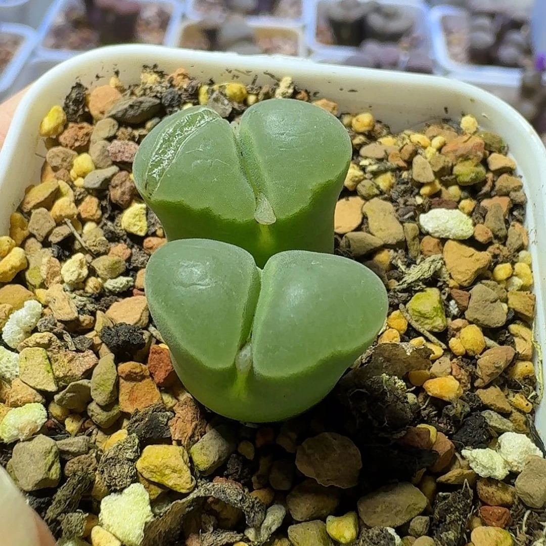 33号双头墨绿体白窗风铃一物一拍