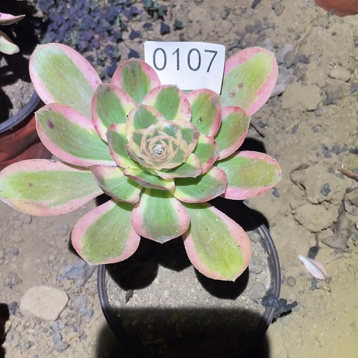 多肉植物法师107燕姿锦