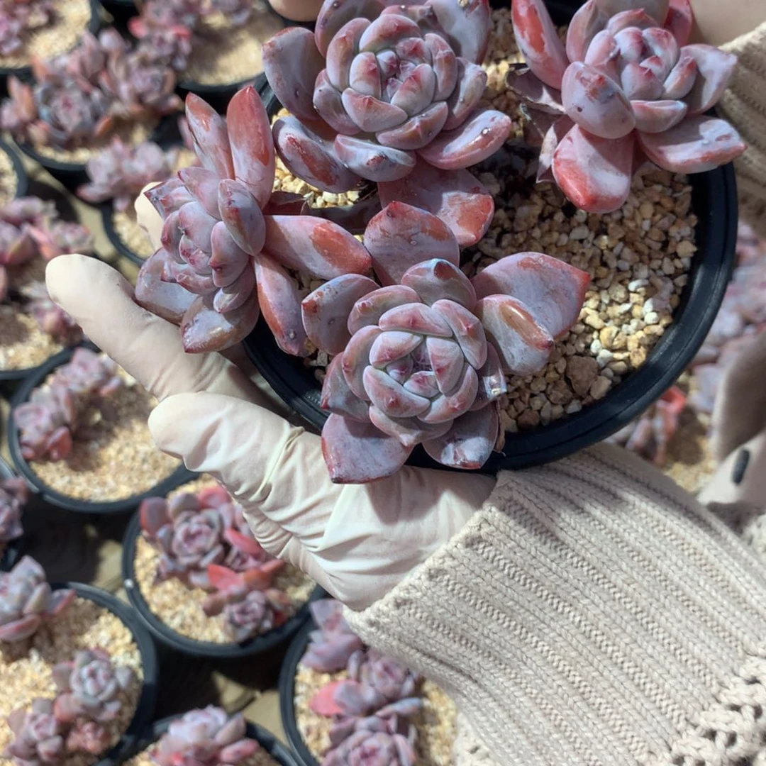 含*草含羞草突尼斯发货多肉