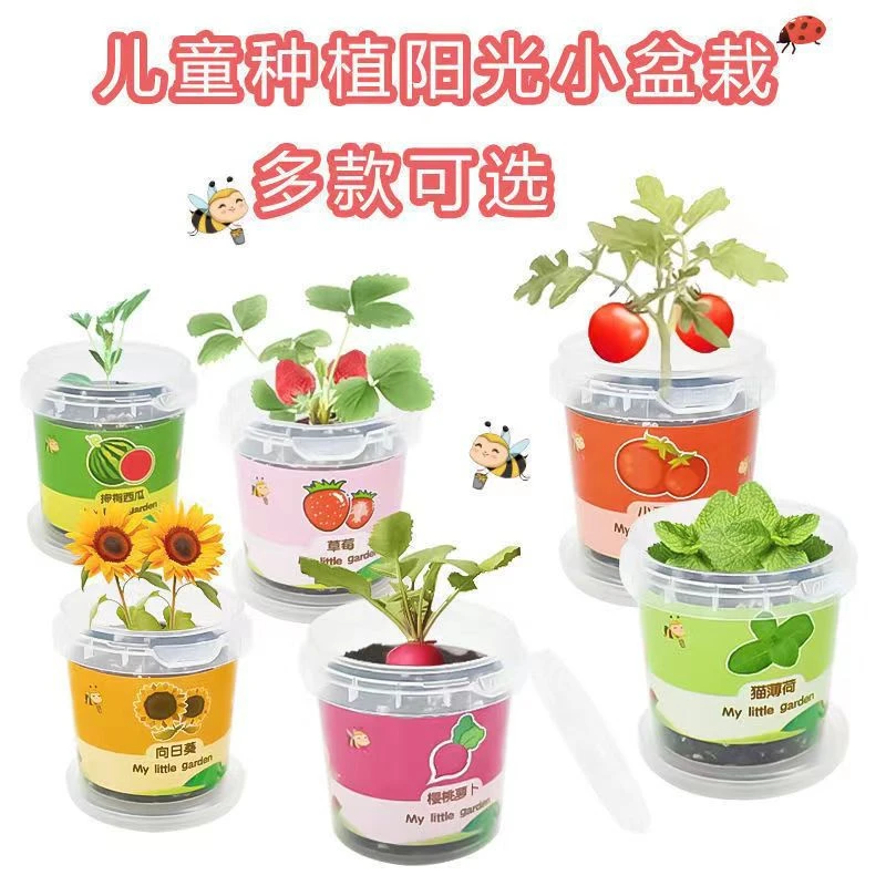儿童种植小盆栽太阳花向日葵草莓花种籽子植物生长观察科学实验