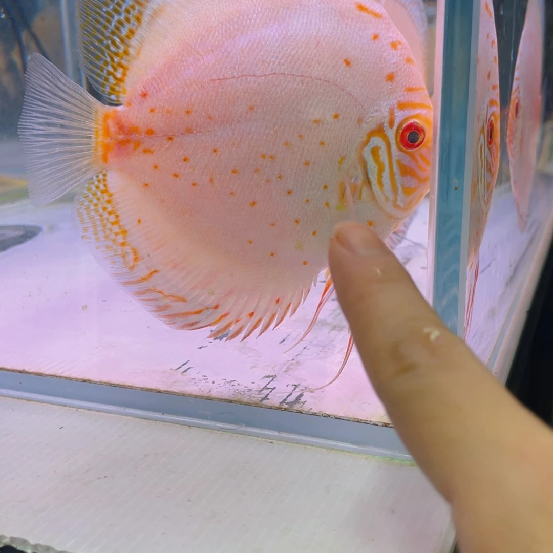 神仙鱼T***.白蝴蝶