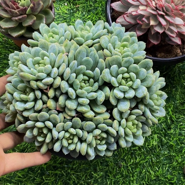 一***茗一物一拍百搭翡翠