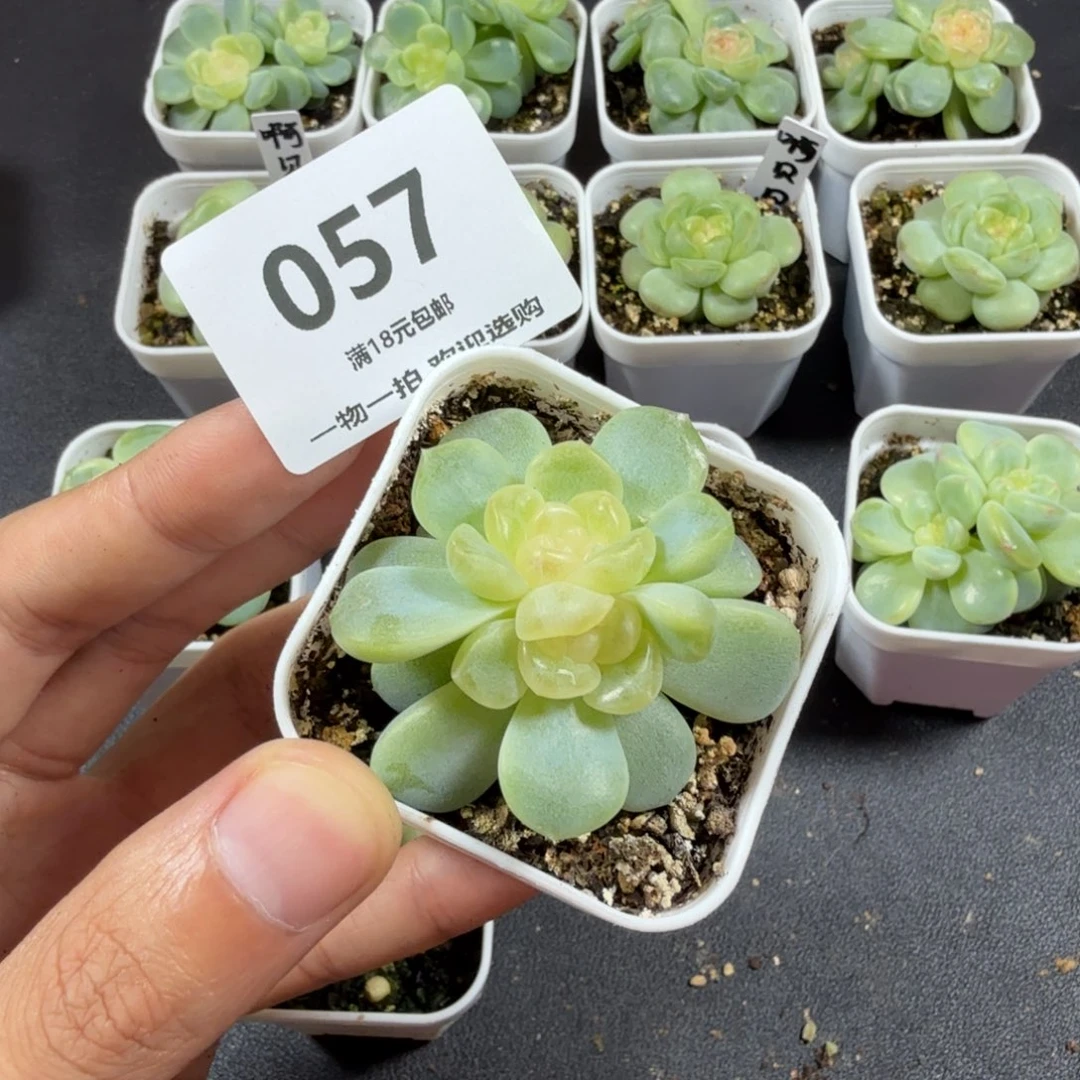 无尽灯一头双头057