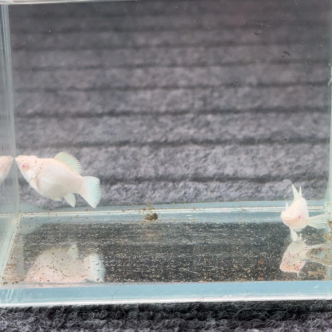 孔雀鱼粉钻玛丽一对19号