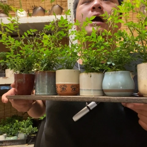 红陶圆托淡粉月季一盆器型随缘带盆发货