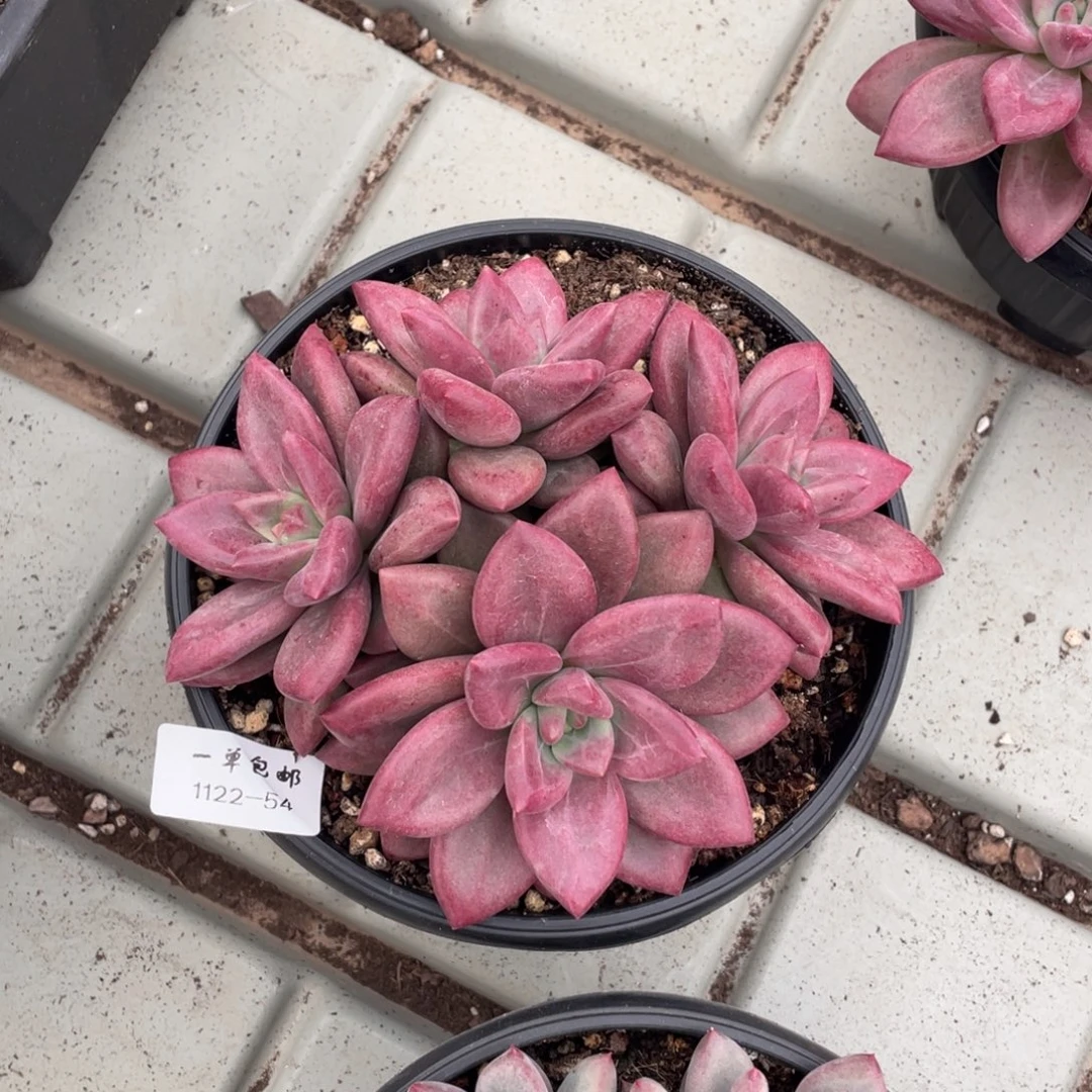 1122-54-赫菲斯托。。。。。。。