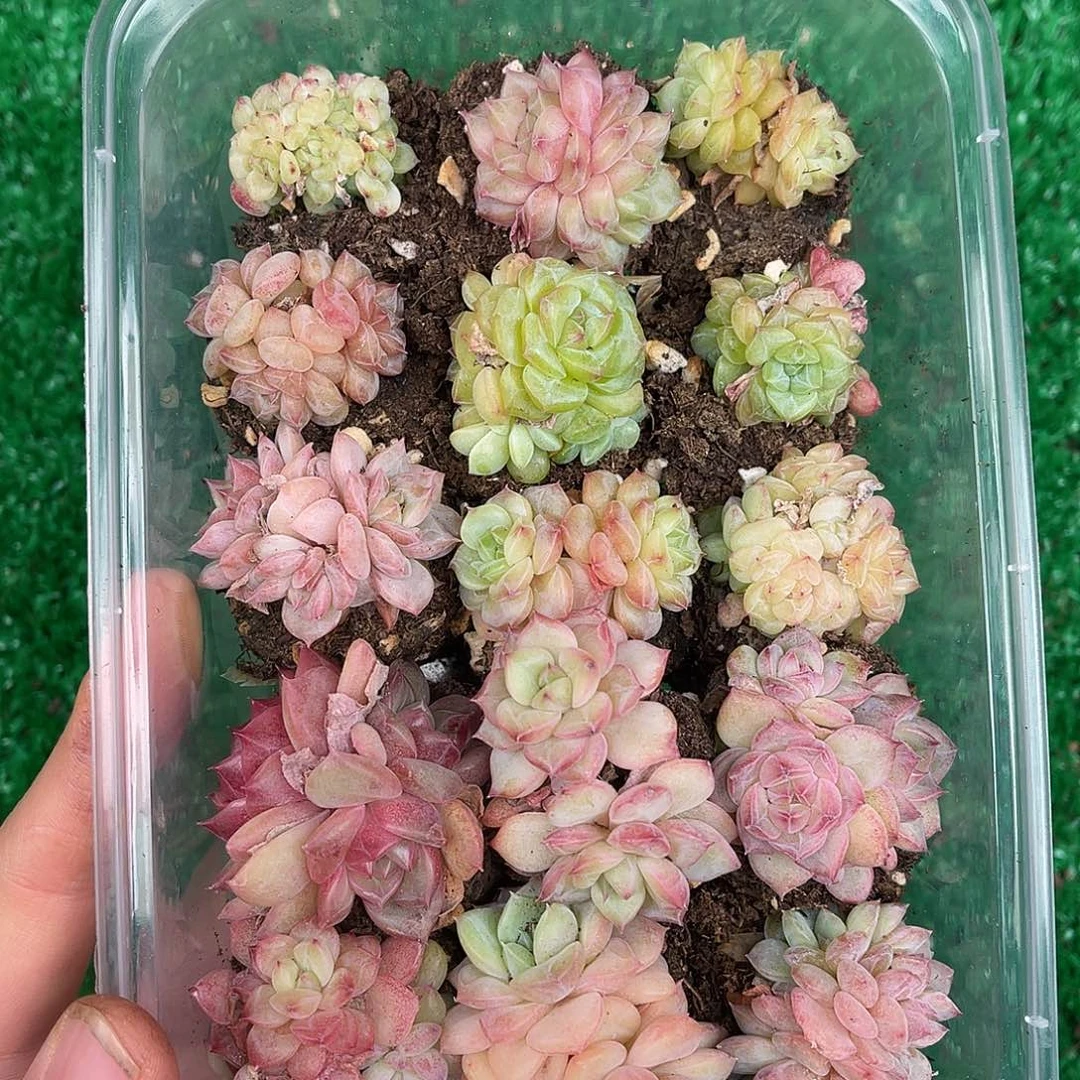 多肉一物一拍29-26