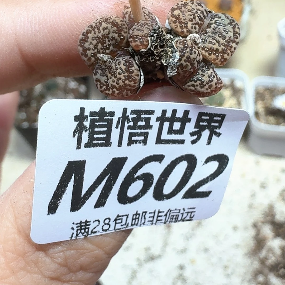 多肉植物的润泽我的g