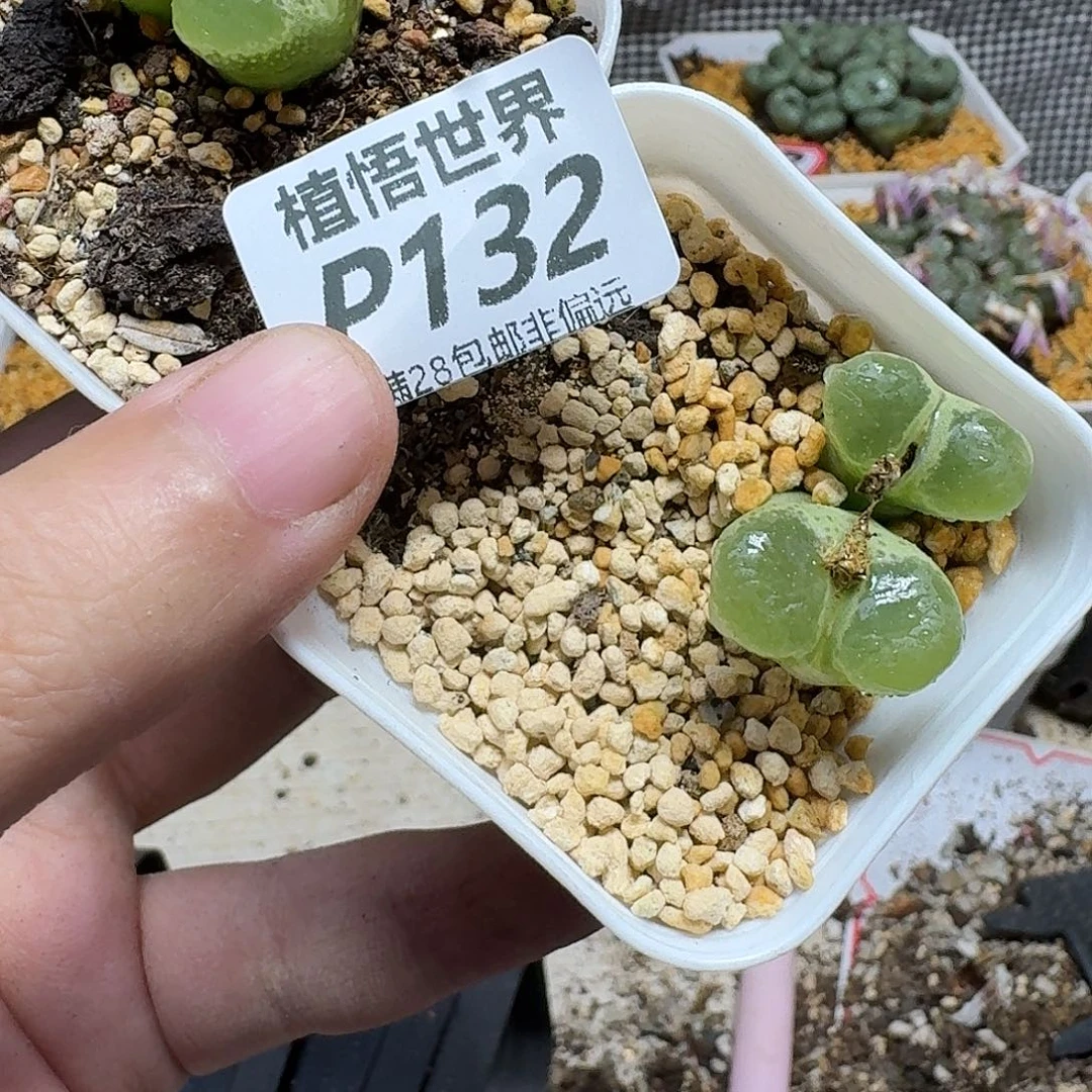 多肉植物的人生fhjm