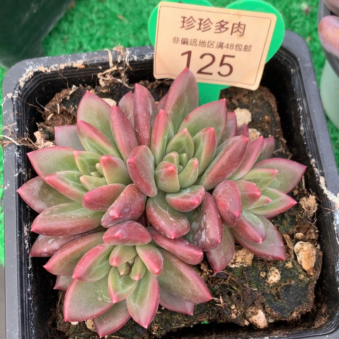 迷雾泡泡无砍平头125