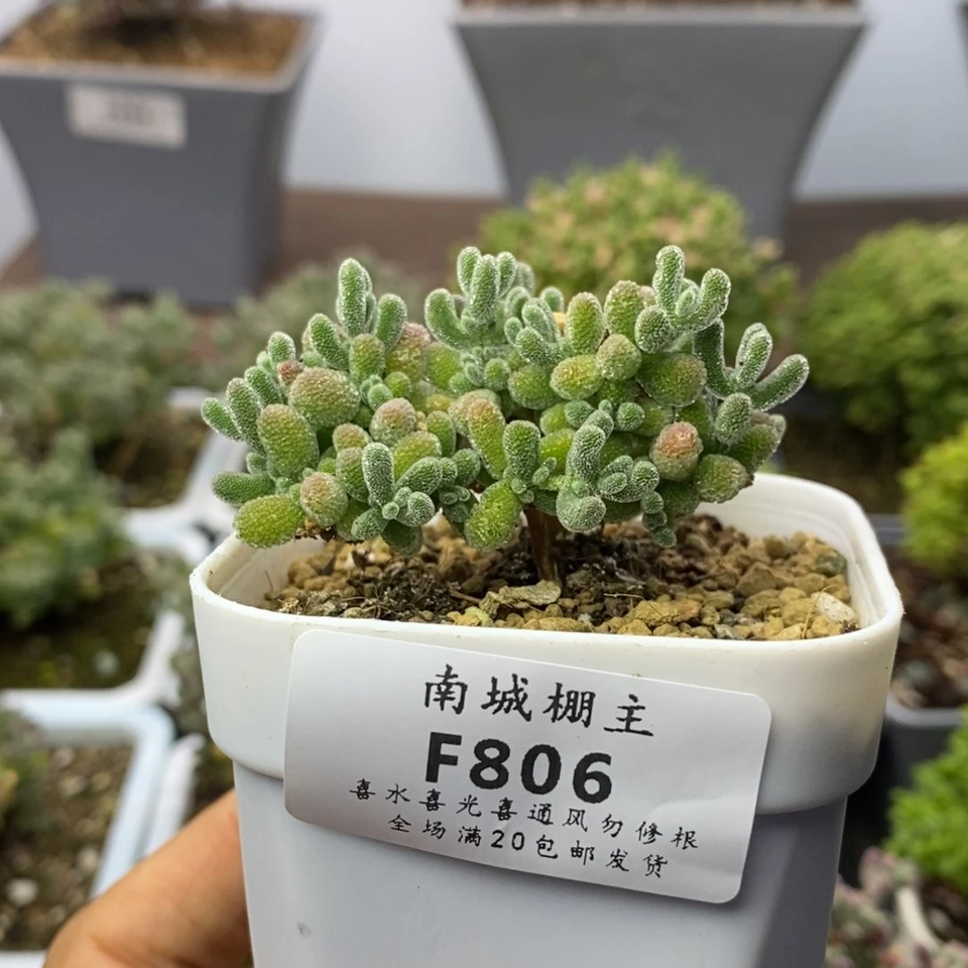 806优选冰晶枝干