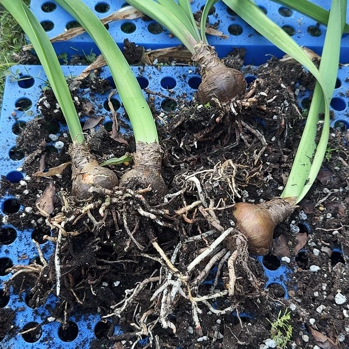 混球朱顶红一组  三个品种