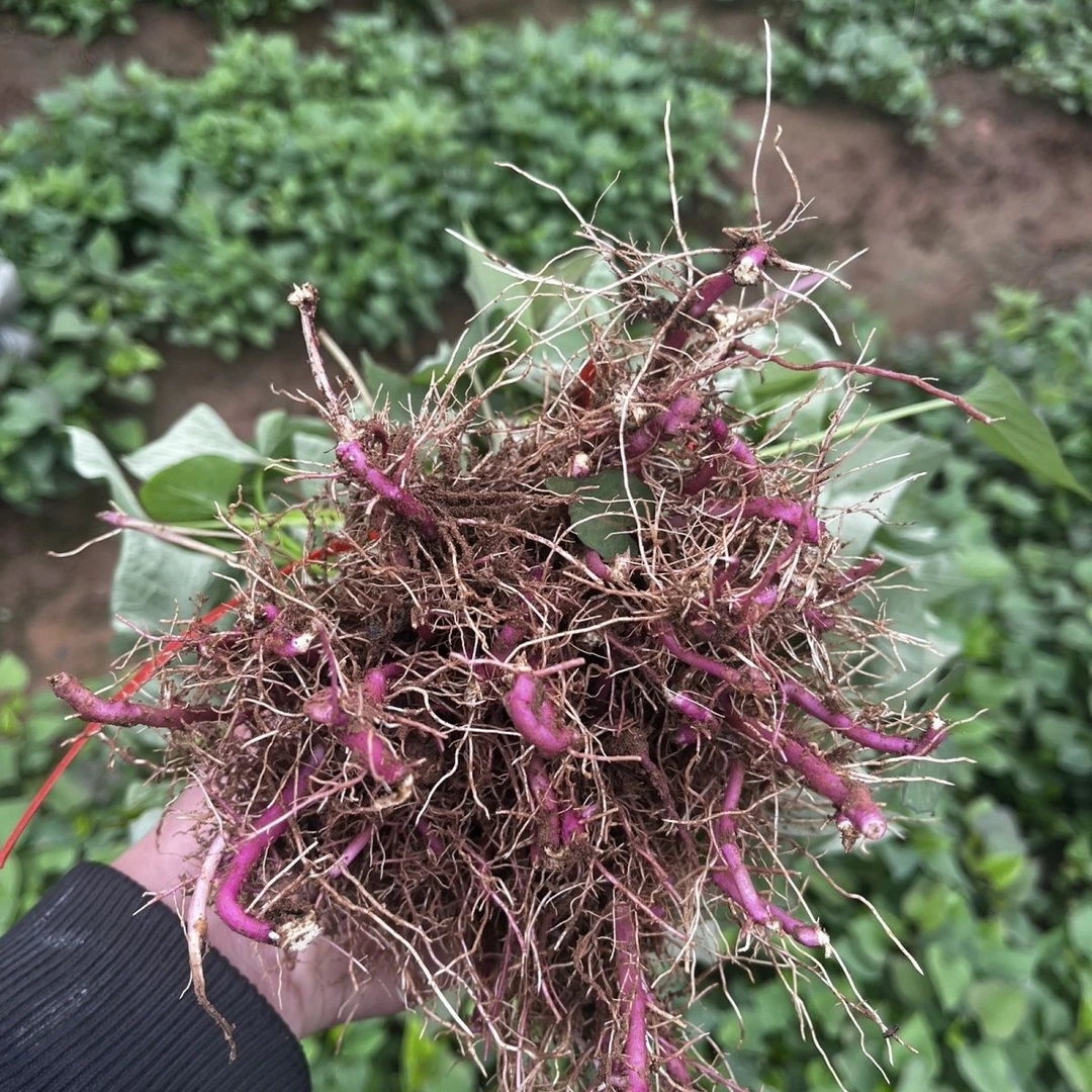 红瑶榴莲蜜薯苗红皮黄心番薯原种苗高端蜜薯红薯秧苗