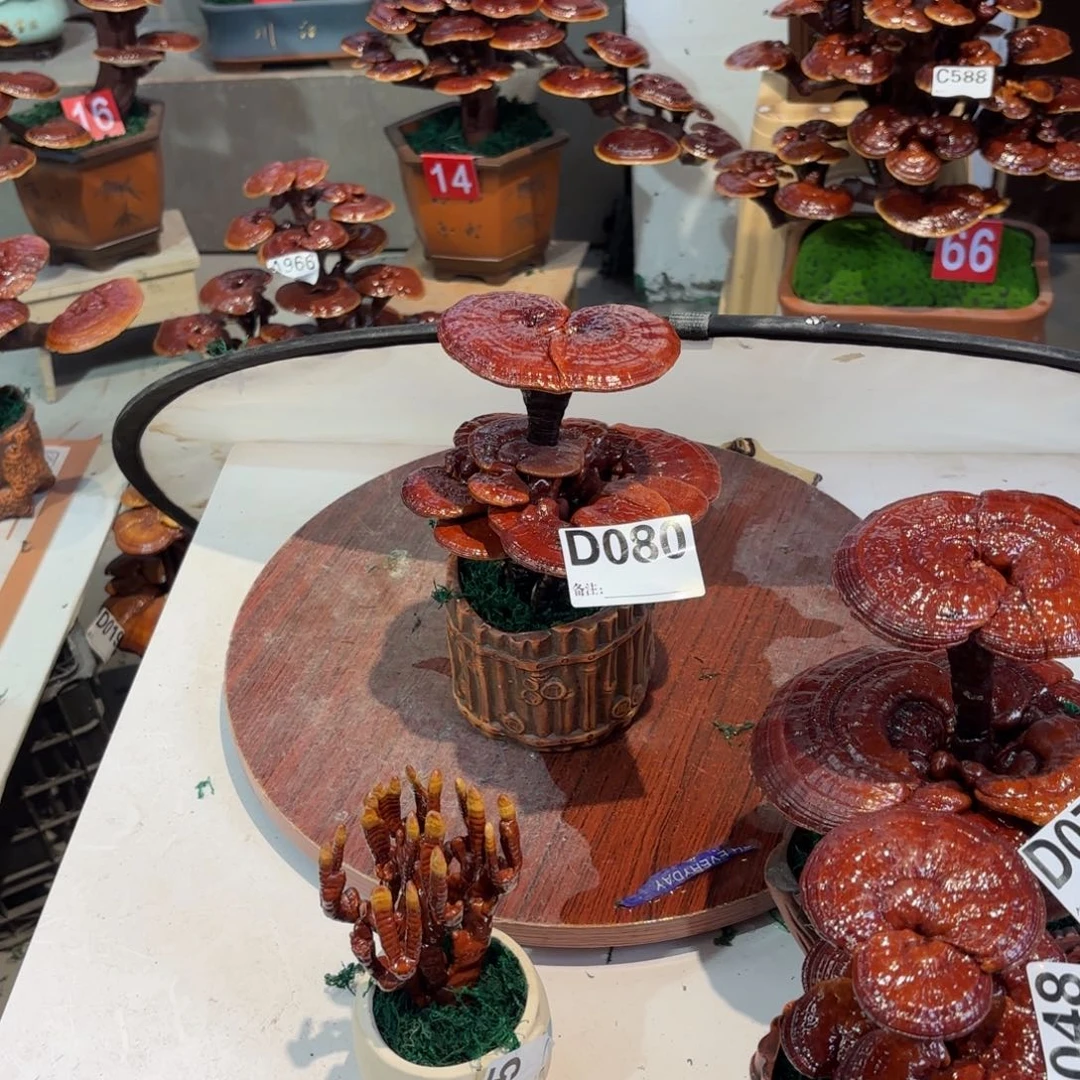 灵芝88888888888888888