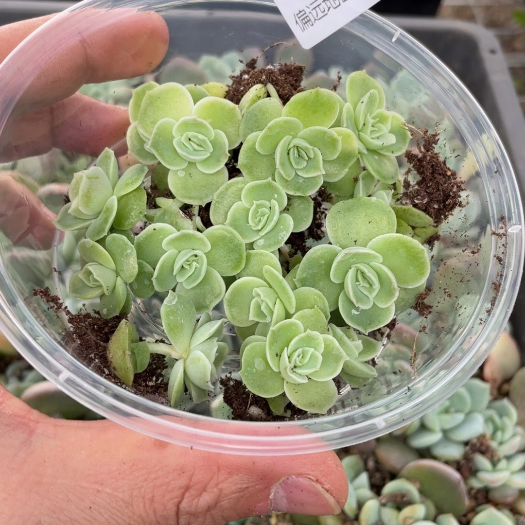 水晶虾饺一物一拍493…