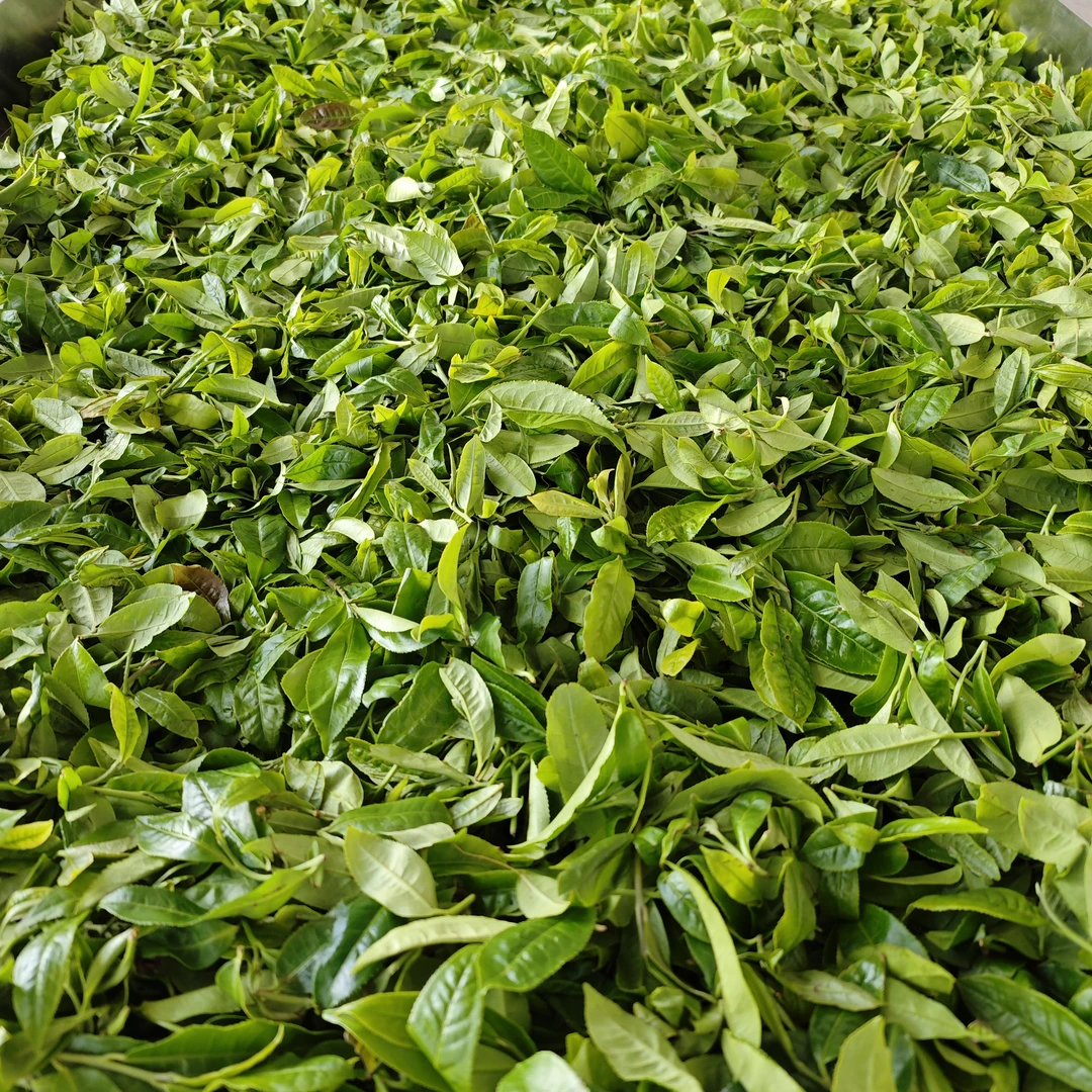 【正炁堂】赵氏迷帝贡茶100年老树春茶 生散茶100g/袋（带茶样）